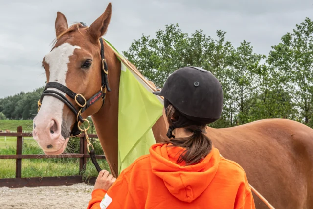 Je paard schrikt van een plastic zak…
De volgende keer iets minder…
En daarna loopt hij er zo langs 🐴

Dat is geen toeval, dat is gewenning (habituatie).

Door herhaling leert een paard dat een prikkel veilig is en neemt de reactie af. Super waardevol in training!

Maar… hetzelfde gebeurt ook met je hulpen.
Gebruik je ze constant? Dan kan je paard ze gaan negeren.

👉 Bijvoorbeeld: een ruiter die bij elke pas aandrijft, zonder dat het paard hoeft te versnellen. Na een tijdje reageert het paard niet meer op de beenhulp, want hij is er dus aan 'gewend' geraakt.

Bewust omgaan met prikkels én hulpen maakt dus een wereld van verschil!

 #grondwerk #paardentraining #paardenwelzijn #HorseBehavior #vertrouwen #opleiding #loswerken #horsemanship