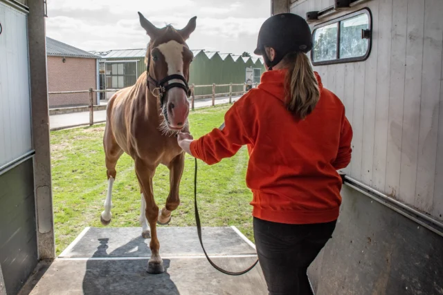 Je paard loopt netjes de trailer in…
Maar eruit? Vergeet het maar 😅

In veel gevallen begint dit probleem niet in de trailer, maar al daarvoor.
👉 Kan je paard makkelijk achterwaarts?
👉 Reageert hij ontspannen op jouw hulpen?

Oefeningen zoals de L-shape, werken met een sliertengordijn of achterwaarts een heuveltje aflopen helpen enorm in de voorbereiding.

Want een paard dat moeite heeft met achterwaarts, zal dit in de trailer al helemaal lastig vinden.

Goede voorbereiding = minder stress (voor jullie allebei).

👉 Wil je hier stap voor stap mee aan de slag?
Onze online cursus trailerladen helpt je om dit rustig en duidelijk op te bouwen! https://e-quine.com/online-cursussen/trailerladen/