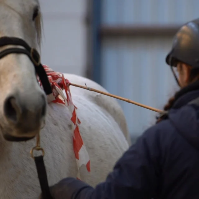 Waarom reageert een paard zoals hij doet? 

Of het nu gaat om spanning bij het opzadelen, ongewenst gedrag in de training of onverwachte reacties in de omgang — achter elk gedrag zit een reden. 

Tijdens de opleiding tot Instructeur Paard & Gedrag leer je het gedrag van paarden écht begrijpen en krijg je de tools om ruiters en eigenaren te begeleiden. 
De gratis infobijeenkomst geeft je een voorproefje: je ontdekt hoe de opleiding is opgebouwd en waarom dit vakgebied zo waardevol is. Je kunt al je vragen stellen aan ons team en gaat zelf direct in de praktijk aan de slag!

Er zijn nog een paar plekken beschikbaar voor de infobijeenkomst van komende zondag in Oldekerk bij @stal_de_wijk !
👉 Meer info & aanmelden: https://e-quine.com/opleiding/gratis-open-ochtend/