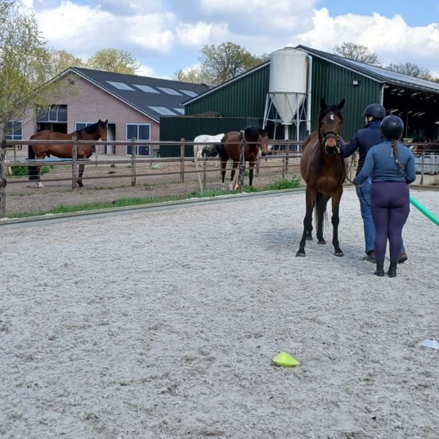 De niveau 3 studenten gingen gister in Driebergen aan de slag tijdens de op pad dag! Een leuke dag met verschillende paarden en verschillende uitdagingen. En met dit weertje was dat helemaal geen straf natuurlijk!🌞😇