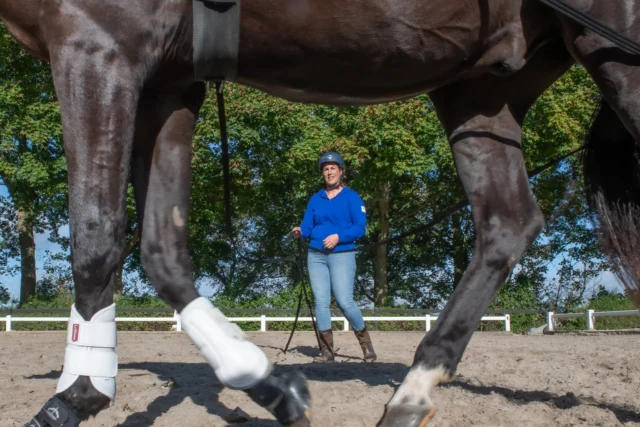 🐎 Het doel van werken aan dubbele lange lijnen 

Werken aan dubbele lange lijnen is een veelzijdige manier van trainen vanaf de grond. Het geeft je de mogelijkheid om duidelijk te communiceren én je paard op een gerichte manier te begeleiden. 

𝗪𝗮𝗮𝗿𝗼𝗺 𝗴𝗲𝗯𝗿𝘂𝗶𝗸 𝗷𝗲 𝗱𝘂𝗯𝗯𝗲𝗹𝗲 𝗹𝗮𝗻𝗴𝗲 𝗹𝗶𝗷𝗻𝗲𝗻? 

✔️ Voor duidelijkere communicatie 
Je kunt je hulpen preciezer geven dan bij loswerken of één lange lijn, waardoor je paard sneller begrijpt wat je bedoelt. 

✔️ Als voorbereiding op het rijden 
Je oefent belangrijke basisvaardigheden zoals sturen, stoppen en achterwaarts gaan vanaf de grond. 

✔️ Voor meer zelfvertrouwen 
Op afstand werken geeft je paard ruimte om zelf oplossingen te vinden en spanning beter te verwerken. 

✔️ Voor fysieke training 
Denk aan rechtgericht werken, balkjes of pionnenwerk en het verbeteren van balans en coördinatie. 

✔️ Als afwisseling in je training 
Het is een mooie manier om even niet te rijden, je paard anders te observeren en jullie samenwerking te versterken. 

Werken aan dubbele lange lijnen is dus niet alleen technisch, maar ook een waardevolle manier om je paard beter te leren begrijpen 🧠🐎 

 #grondwerk #vertrouwen #horsemanship #HorseBehavior #paardentraining #paardenwelzijn #loswerken #paardenkennis #langelijnen