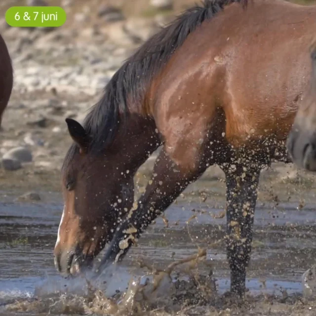 𝟰 𝗿𝗲𝗱𝗲𝗻𝗲𝗻... 

waarom je dit summit echt niet wilt missen! 👇🏻

🌟 Deze line-up is echt uniek! De combinatie van experts uit binnen- en buitenland maken de webinars super waardevol voor iedere paardenliefhebber.

🇬🇧 De Engelstalige webinars worden in de replays voorzien van een ondertiteling zodat het voor iedereen goed te volgen is.

🔁 De opnames zijn tot 6 maanden na livegang terug te kijken. Zo kun je op elk moment kijken, wanneer en waar het jou uitkomt!

🧠 De webinars samen zijn een perfecte combinatie van theoretische onderbouwing én praktische toepassing. Vol tips waar je echt mee aan de slag kunt!

Mis het niet en profiteer nu van het scherpe Early Bird tarief! ✅