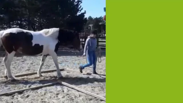 INSTRUCTEUR PAARD & GEDRAG: Mirte Heus

Het is weer tijd om een nieuwe instructeur aan jullie voor te stellen. Deze keer een instructeur uit regio Monster(ZH), namelijk Mirte Heus. 

Mirte behaalde een tijdje terug zijn ORUN3 gecertificeerd ‘Instructeur Paard & Gedrag’ diploma. Als gediplomeerd Instructeur Paard & Gedrag (niveau 3) helpt Mirte combinaties bij het opbouwen van een sterke basis in training en samenwerking. Haar aanpak draait om rust, vertrouwen en het kijken naar het geheel, of het nu gaat om jonge paarden, gedragsuitdagingen of trailerladen.
Mirte: "Geen paard of situatie is hetzelfde, dus elke training is maatwerk. We nemen de tijd die nodig is, zonder druk. Alles met als doel: een ontspannen, fijne samenwerking tussen jou en je paard." 

Wil je meer weten over Mirte of hoe zij zich heeft ontwikkeld tot instructeur Paard en Gedrag? Bekijk dan haar informatie op onze website: 
https://e-quine.com/over-ons/onze-instructeurs/ of de video hieronder!