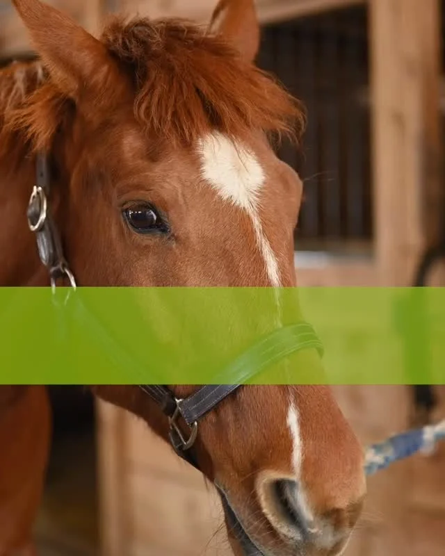 SPREKER UITGELICHT: Sharon Wilsie ✨

Wat als de kleinste signalen van een paard het meeste vertellen?

Tijdens haar webinar: micro-gestures in horse speak: from stress to safety laat Sharon Wilsie zien hoe subtiele lichaamssignalen laten zien of een paard spanning of veiligheid ervaart.

Je leert:
✔ micro-signalen herkennen
✔ stress eerder opmerken
✔ via co-regulatie bijdragen aan ontspanning en samenwerking

Een uniek webinar voor iedereen die paarden écht beter wil leren begrijpen. 💛

📅 6 & 7 juni 
🎟 Early Bird tickets beschikbaar t/m eind mei
