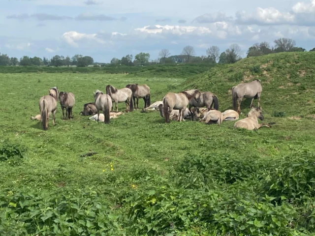 In deze periode staan traditiegetrouw weer de excursies bij Free Nature op het programma. Samen met de beheerder van dit gebied gaan onze niveau 1 studenten op zoek naar de paarden die hier leven. Iedere excursie is uniek door de gedragingen van de paarden en de dynamiek binnen het harem. De verhalen en ervaringen van de beheerder  maken dit een mega waardevolle toevoeging op de theorie uit de opleiding!

"Wat een super idee om ons dit aan te bieden. Ik vond het top, zeer leerzaam en een super vertelster!" schreef de maker van deze prachtige foto ons net 🤩