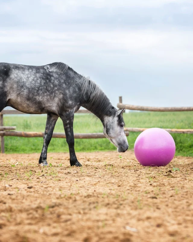 Ken je dat gevoel? Je paard bevriest, de spanning schiet omhoog en jij voelt je machteloos. Je hebt van alles geprobeerd: geruststellen, negeren, strenger zijn... maar niks lijkt echt te landen. 

Je bent niet de enige. En het ligt niet aan jou. Het kan zitten in de link tussen prikkel(verwerking) en veerkracht.

Op 6 & 7 juni organiseren we een online summit waar we hopen het bos vol meningen en  tips eindelijk overzichtelijk maken. We hebben de allerbeste experts gevraagd om hun kennis te delen, zodat jij echt de diepte in kan gaan en praktische tips krijgt waar je direct mee aan de slag kan.

Tot 25 mei profiteer je van de early bird korting. Meld je nu aan en betaal nu slechts €49,95 i.p.v. €79,95 - Een besparing van maar liefst €30,-.