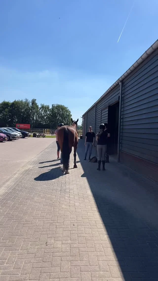 Wat een mijlpaal! ✨Vandaag waren we in Kootwijkerbroek om de niveau 2 examens te examineren van de studenten van Aeres MBO Barneveld. En dat waren niet zomaar examens, want vier van deze meiden deden als allereerste MBO’ers examen voor ORUN 2 Begeleider Paard & Gedrag! Wat een talent, rust en gevoel voor paarden hebben we vandaag gezien. Van harte gefeliciteerd en hopelijk gaan we jullie snel weer ergens zien!