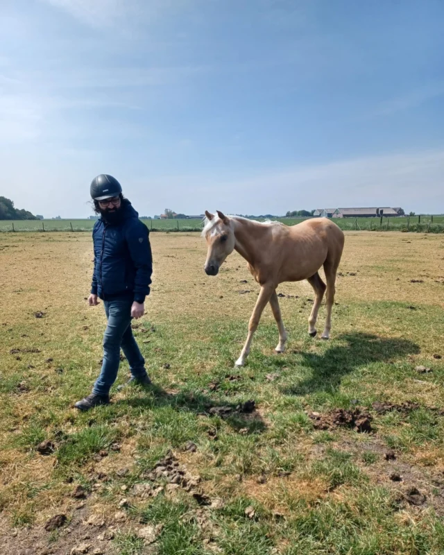 Dit is stiekem toch wel het allerleukste seizoen van het jaar! 😍 Werken met de  veulentjes & jonge paarden in Kerkwerve of op een van onze andere locaties blijft zo gaaf om te doen.

Deze foto's zijn al van een paar weken terug, maar ze zijn simpelweg té leuk om niet te delen!

Onze Niveau 2-studenten gingen aan de slag met de allereerste stapjes in de training: benaderen & aanraken. Voor zo’n jong paard is alles nieuw, interessant en soms natuurlijk een beetje spannend. Maar met de juiste, positieve ervaringen leren ze zo ontzettend snel.