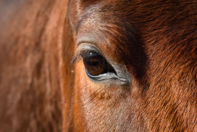 👀 Oogcontact met je paard: helpend of juist niet?

Wij mensen vinden oogcontact heel belangrijk in communicatie. Maar voor paarden ligt dat nét even anders.

In de natuur houdt een roofdier zijn blik gericht op zijn prooi. Daarom kan direct oogcontact voor een paard van nature bedreigend aanvoelen. Hoewel onze paarden hebben geleerd dat een menselijke blik niet altijd gevaar betekent, kan dit instinct onder spanning of stress weer naar voren komen.

Merk je dat een paard zich moeilijk laat vangen in de wei? Of twijfelt bij het laden van een trailer? Dan kan jouw blik meer invloed hebben dan je denkt. Door het paard voortdurend aan te kijken, kun je onbedoeld extra druk of spanning veroorzaken.

Andersom kun je oogcontact ook bewust inzetten. Bij loswerken kan een gerichte blik helpen om je paard op afstand te houden of meer voorwaarts te laten bewegen. Wil je juist dat je paard naar je toe komt? Dan kan het verbreken van oogcontact uitnodigend werken.

✨ Heb jij wel eens gemerkt dat jouw paard reageert op jouw oogcontact?